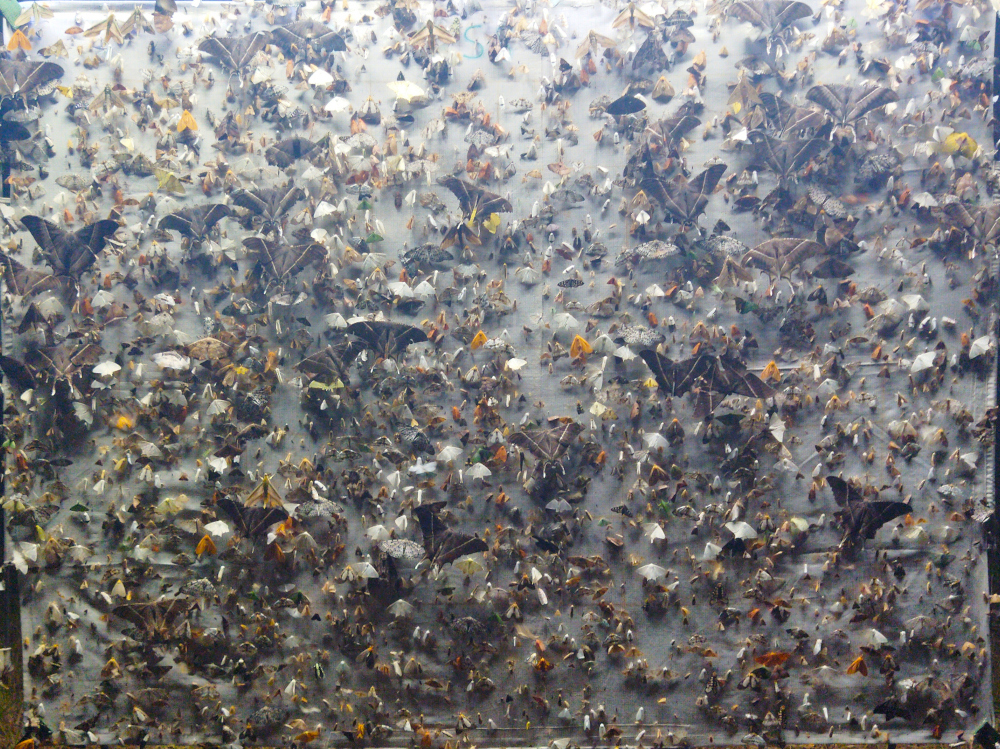 Moth research image