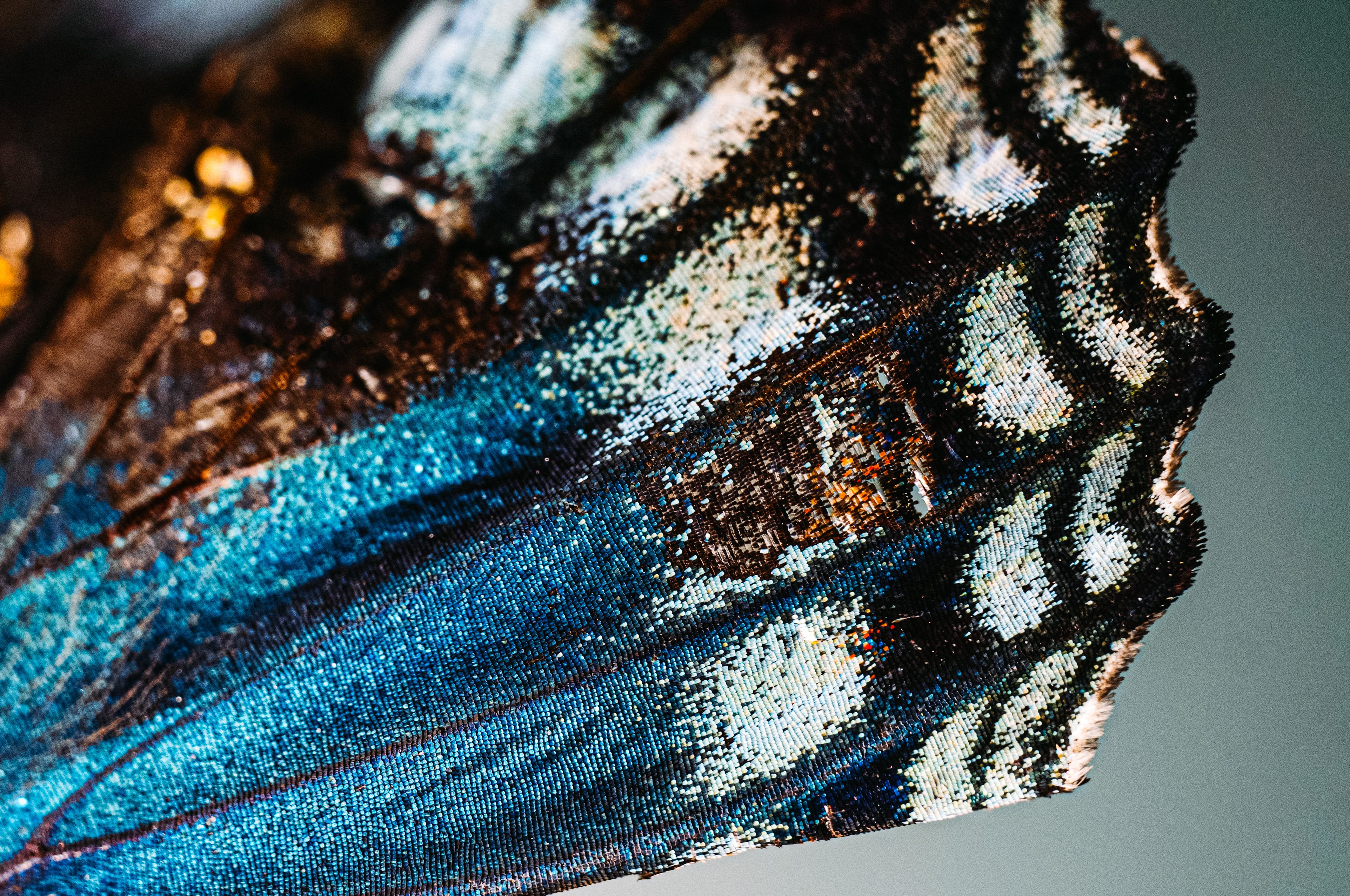 Moth close-up