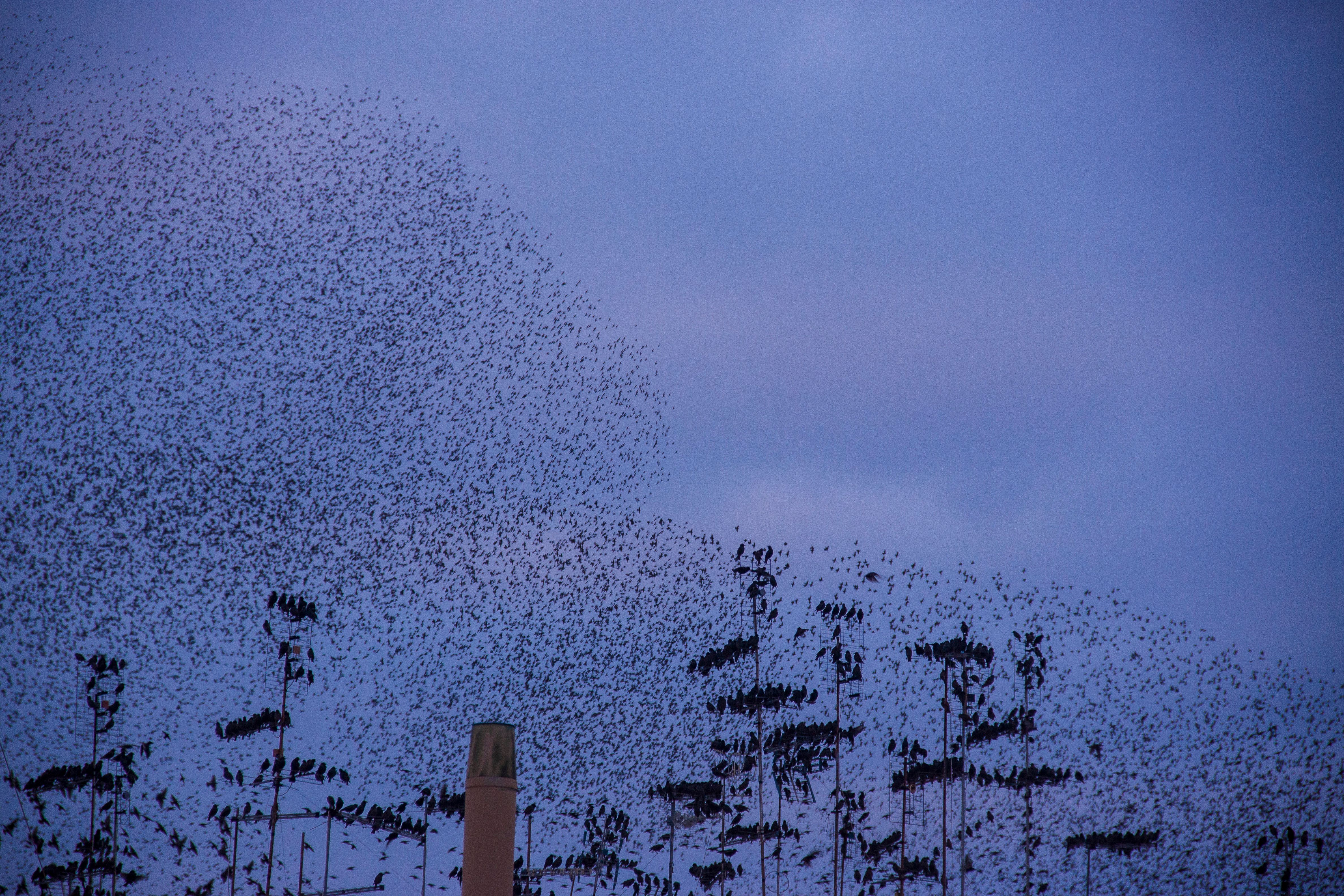 Radar ecology story