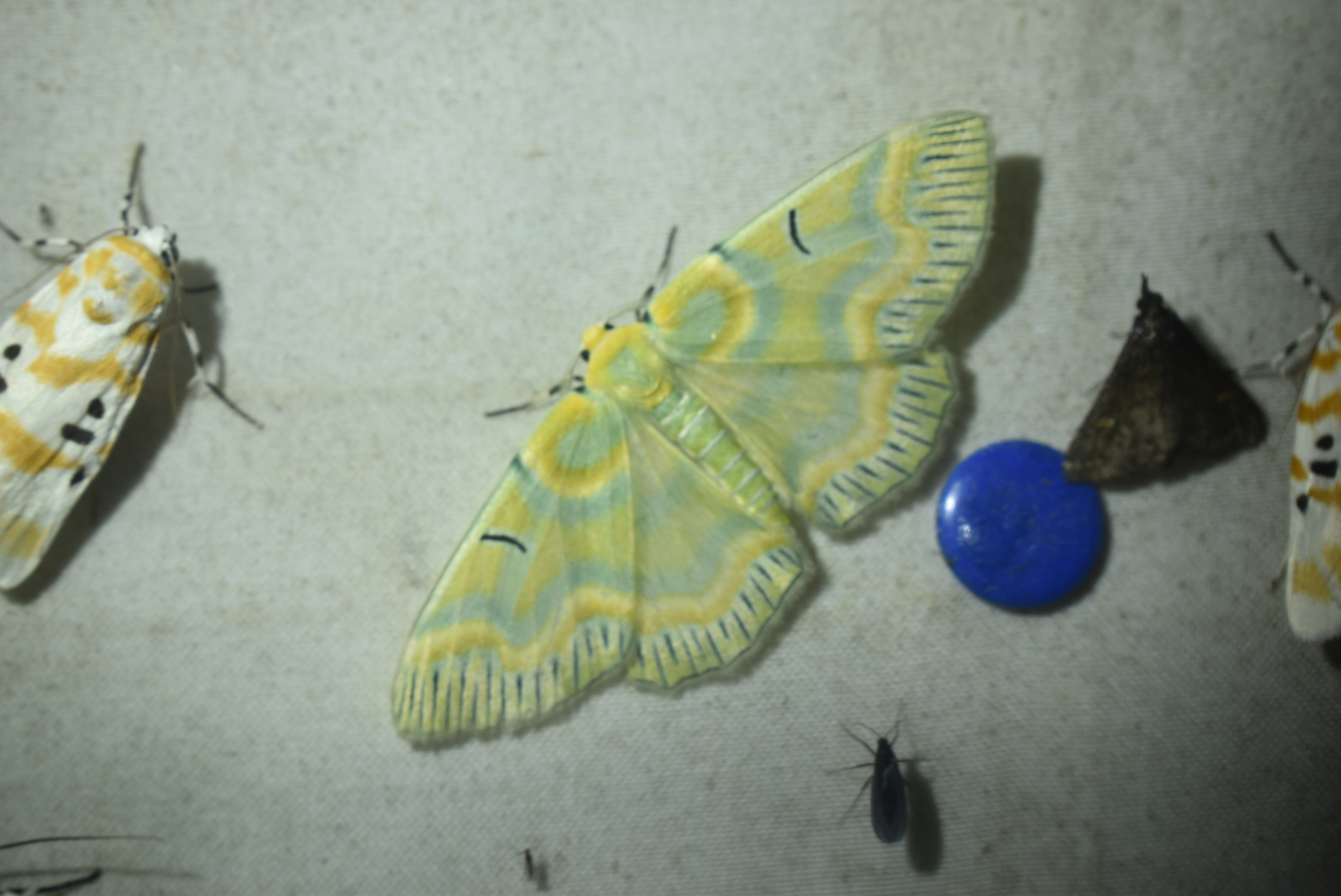 Insect ecology research image