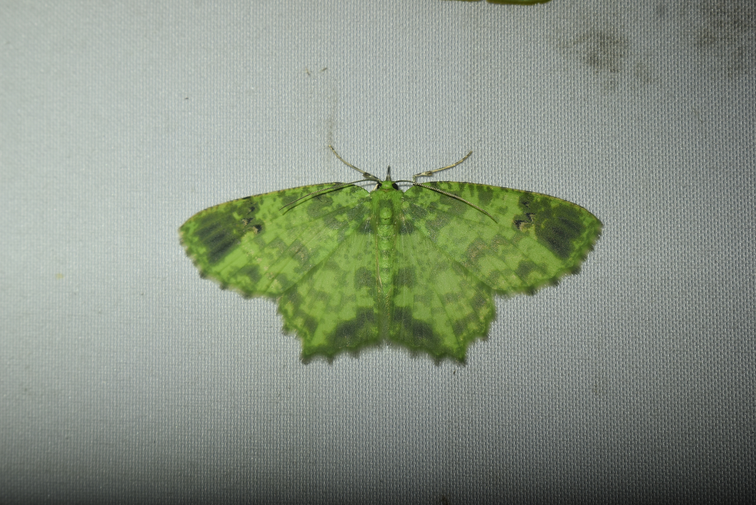 MOTH Lab fieldwork and monitoring