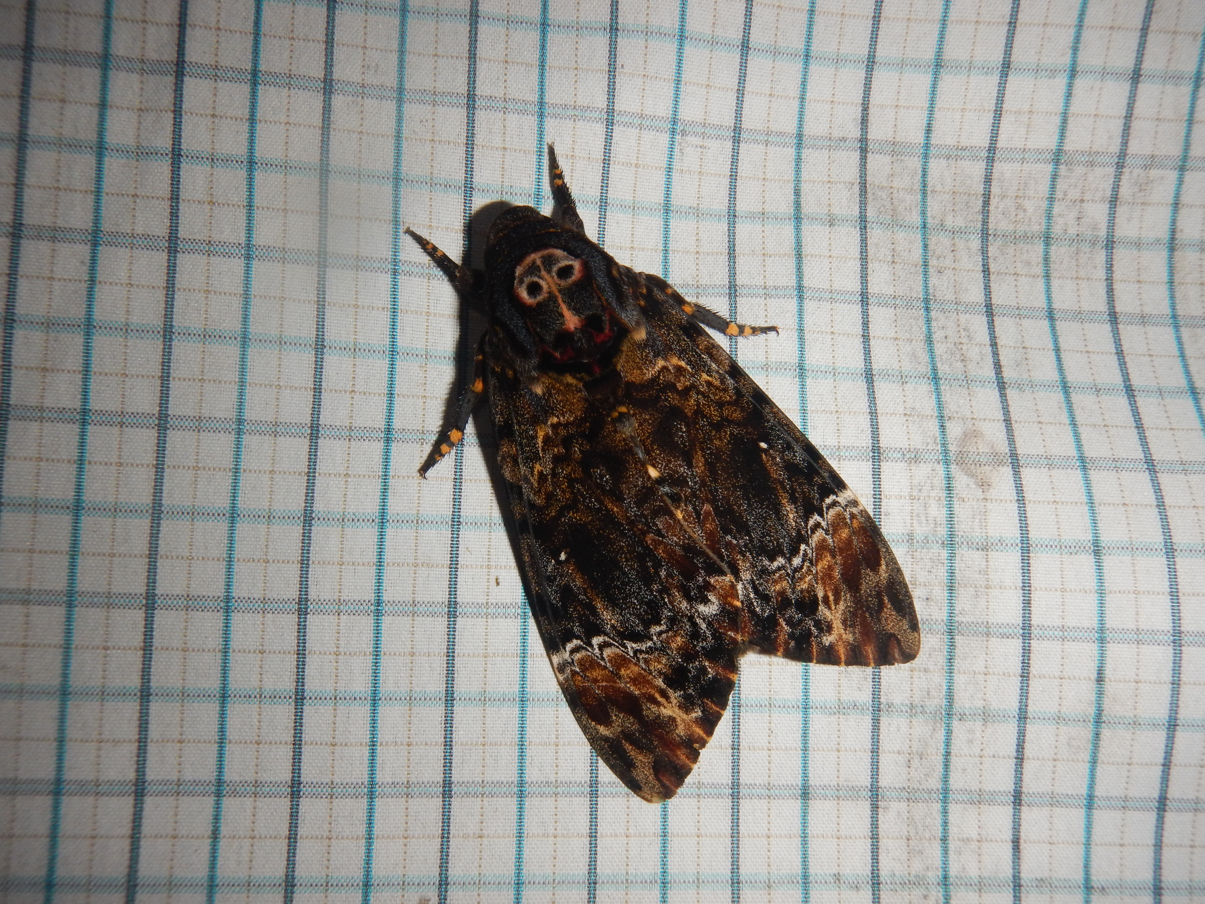 MOTH Lab research visual