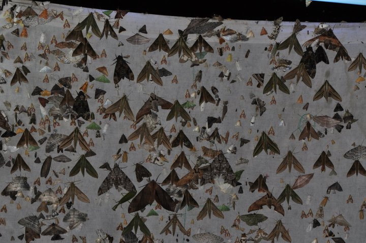 Moth diversity in the eastern Himalayas