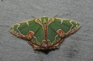 Wing traits and colour pattern research