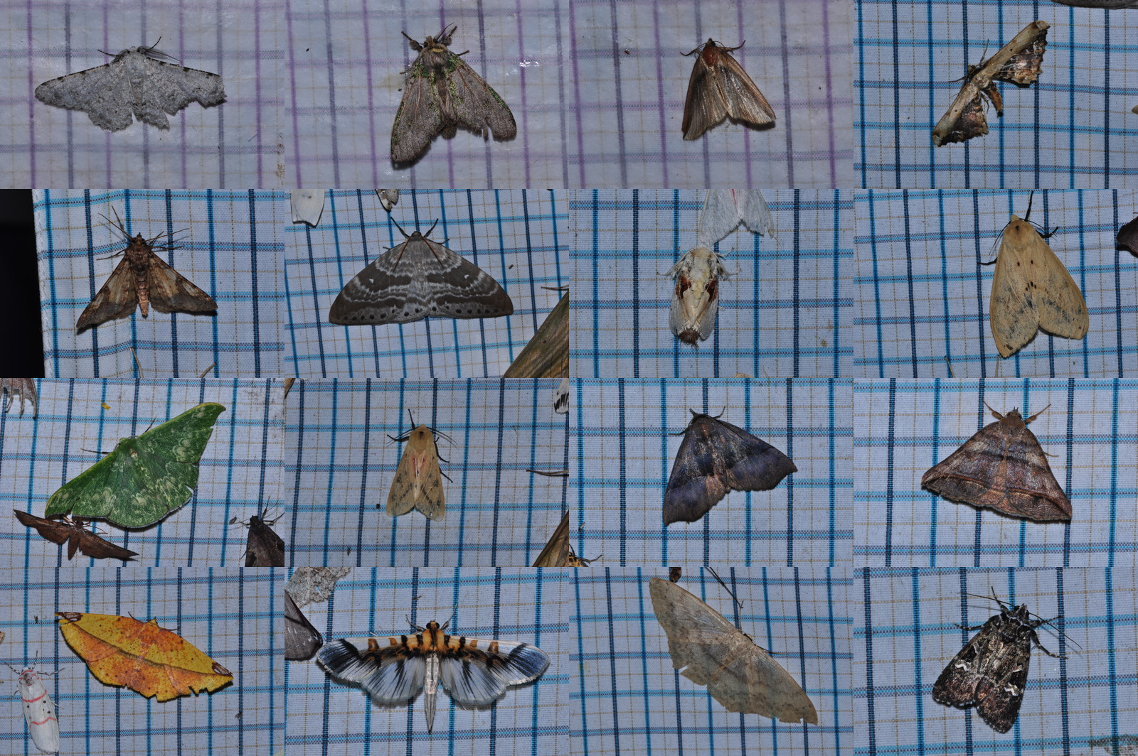 Himalayan moth diversity research