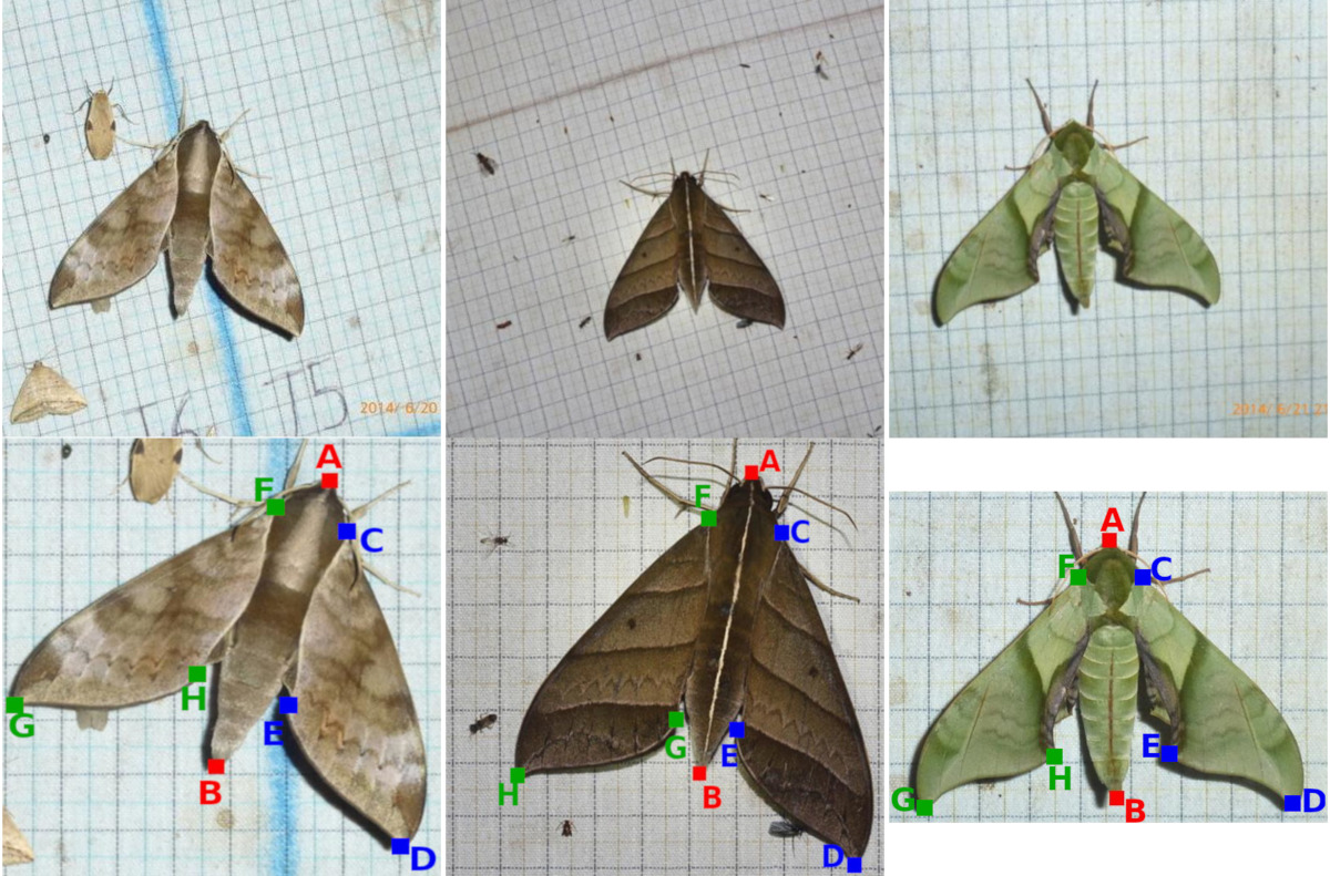 Moth wing traits and colour pattern research