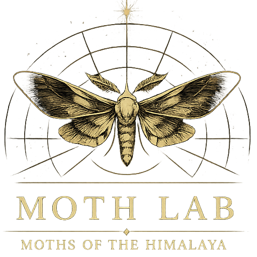 MOTH Lab logo